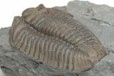 Bargain, Prone Flexicalymene Trilobite - Mt Orab, Ohio #216684-4